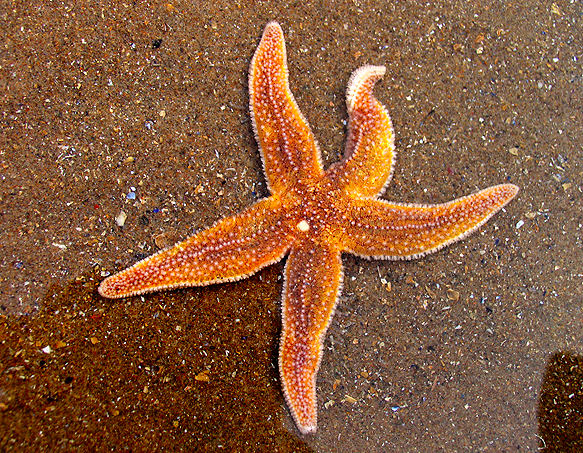 a healthy starfish